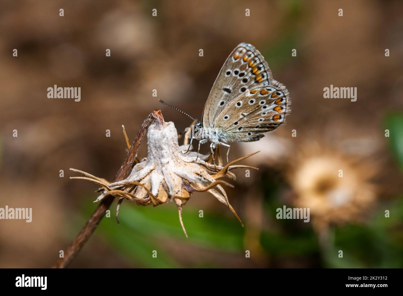 Plebejus argus, Silver Studded Blue butterfly Stock Photo
