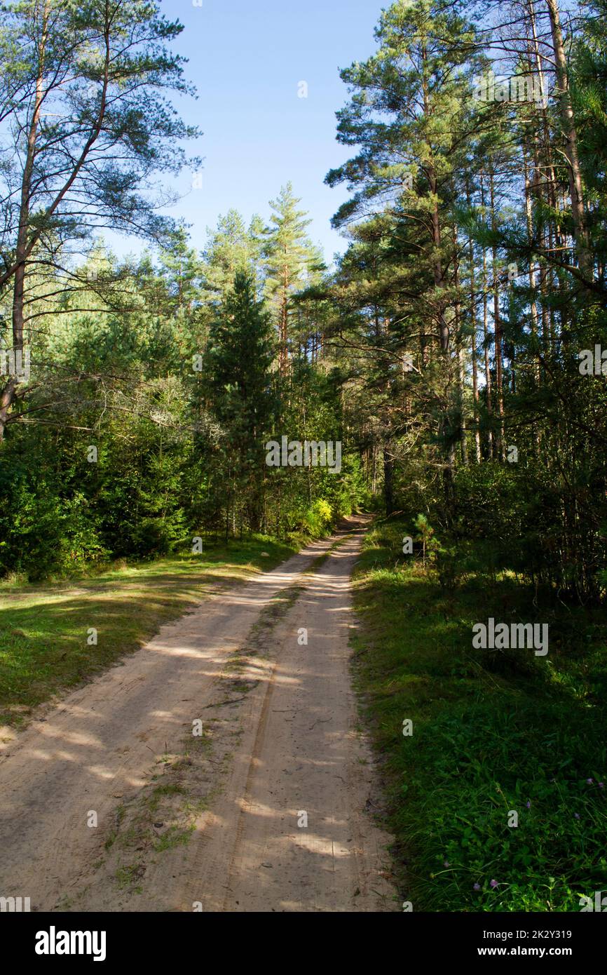 Road in the wild pine forest, vertical image Stock Photo