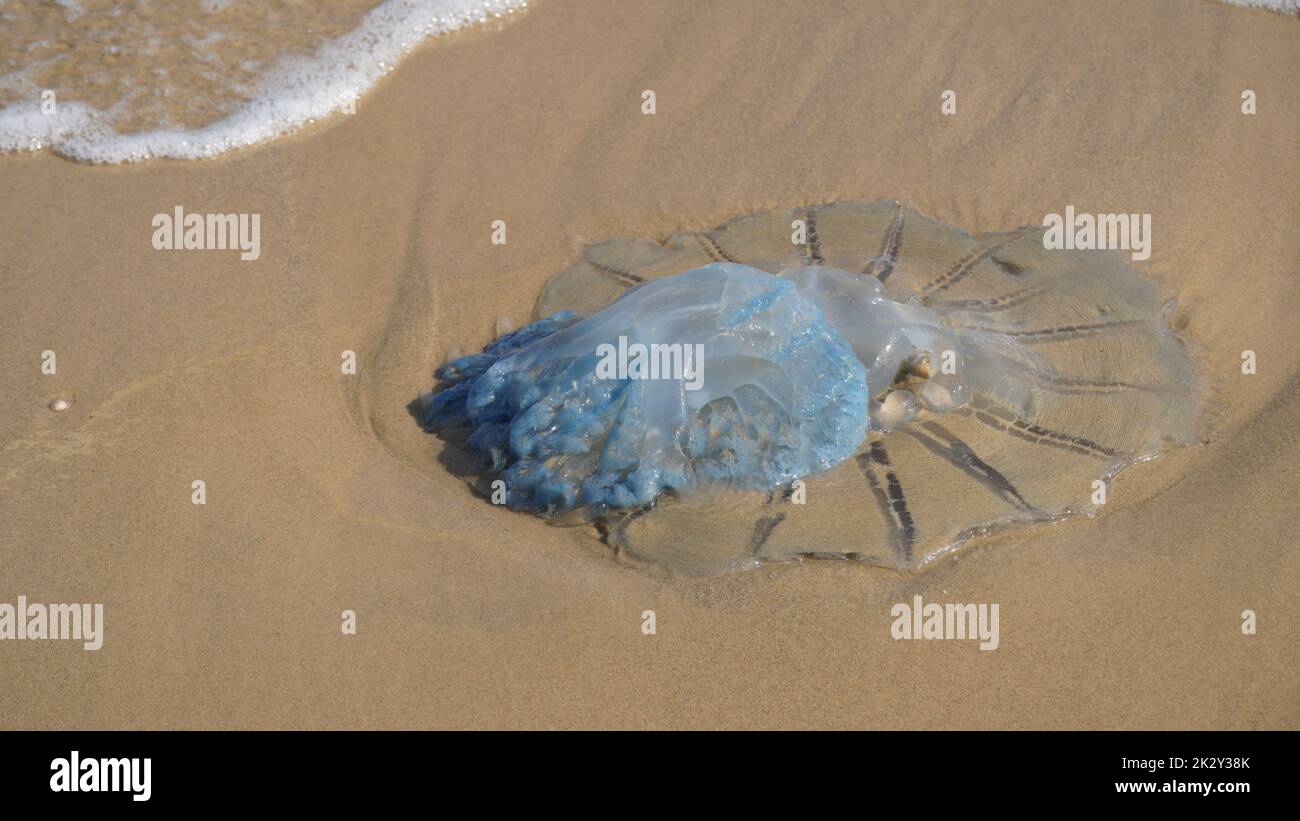 Dead jellyfish washed up on the beach. Rhopilema nomadica jellyfish at the Mediterranean seacoast.  Vermicular filaments with venomous stinging cells  can cause painful injuries to people. Stock Photo