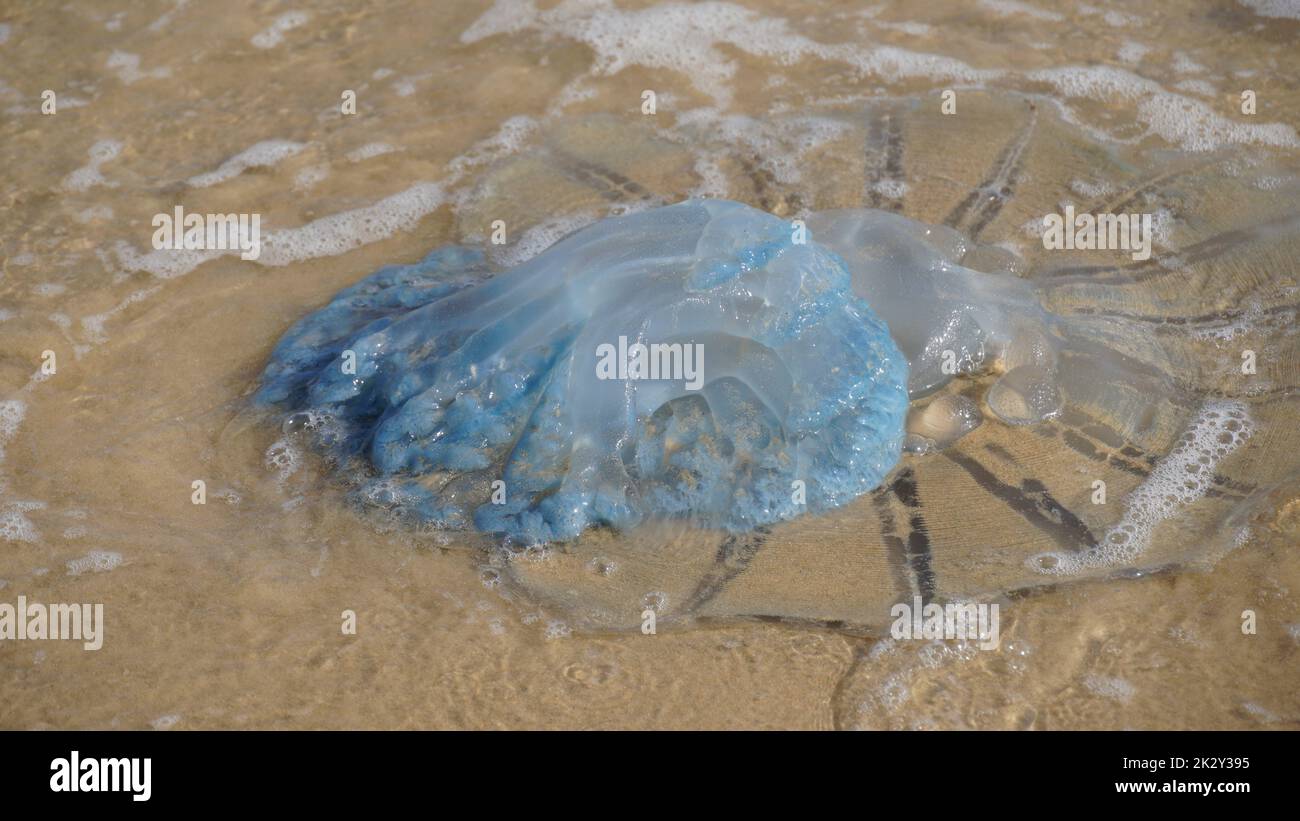 Dead jellyfish washed up on the beach. Rhopilema nomadica jellyfish at the Mediterranean seacoast.  Vermicular filaments with venomous stinging cells  can cause painful injuries to people. Stock Photo