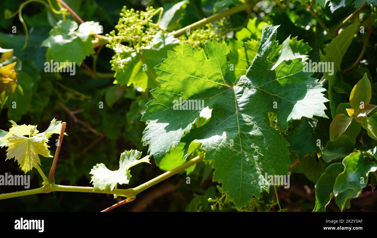 Sun shining through grapevine leaves. Backlit grape leaves background Stock Photo