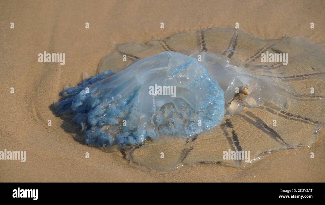 Dead jellyfish washed up on the beach. Rhopilema nomadica jellyfish at the Mediterranean seacoast.  Vermicular filaments with venomous stinging cells  can cause painful injuries to people. Stock Photo