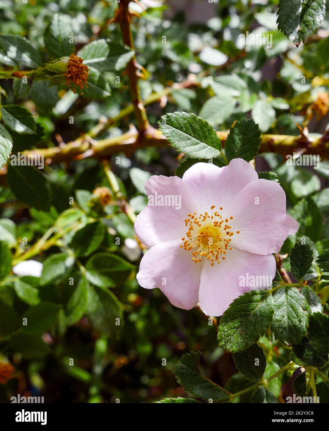 rosehip tree blooming, natural medicinal rosehip flowers Stock Photo