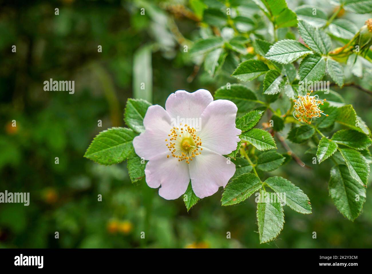 rosehip tree blooming, natural medicinal rosehip flowers Stock Photo