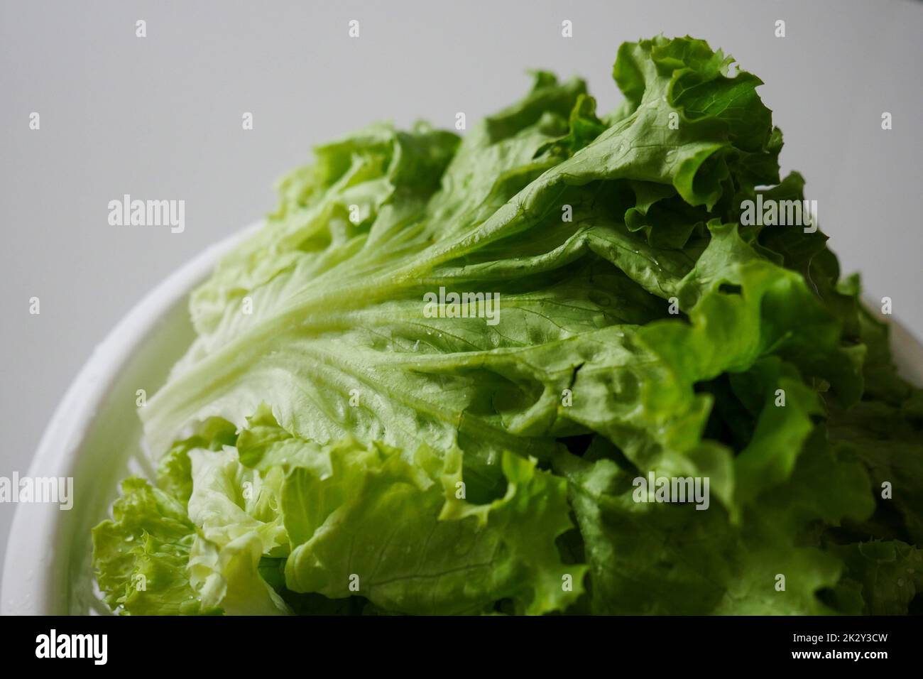 curly lettuce leaves washed in a bowl, washed curly leaves Stock Photo