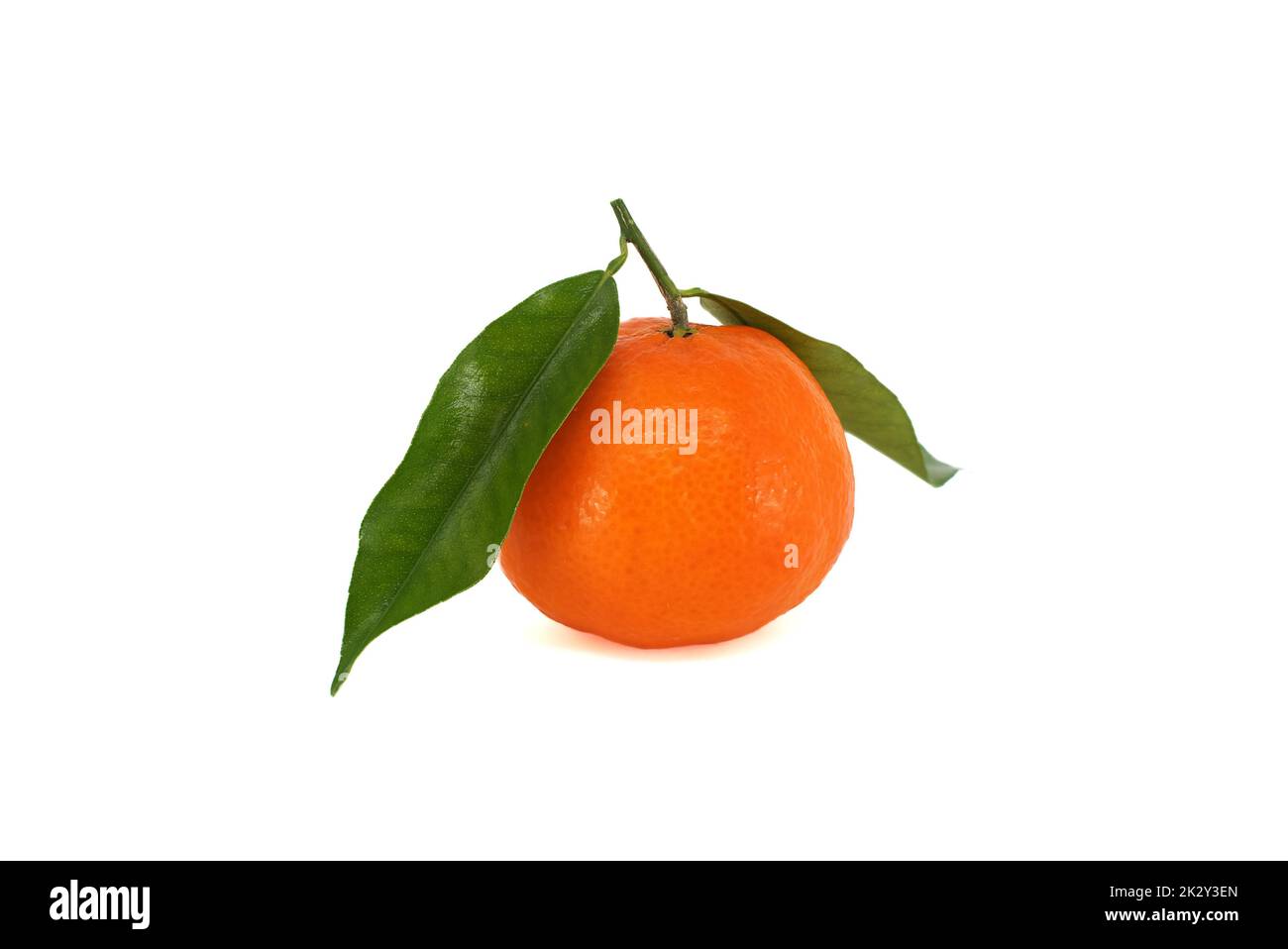 Live Clementine Mandarin Orange Seedling – 3-5” Tall – Grown Indoors In Maine – Ready To Plant