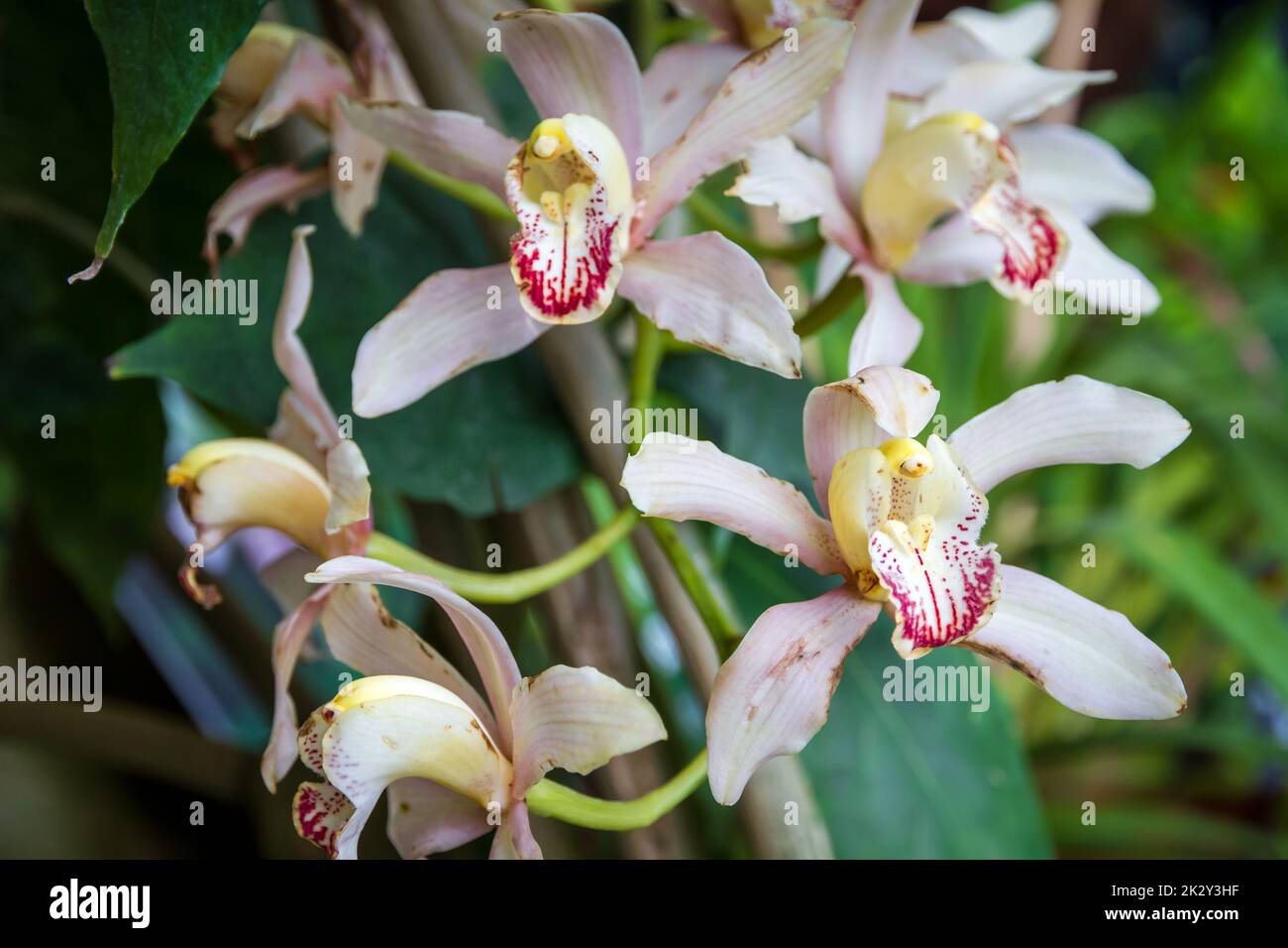 Orchid flower, white cymbidium Stock Photo