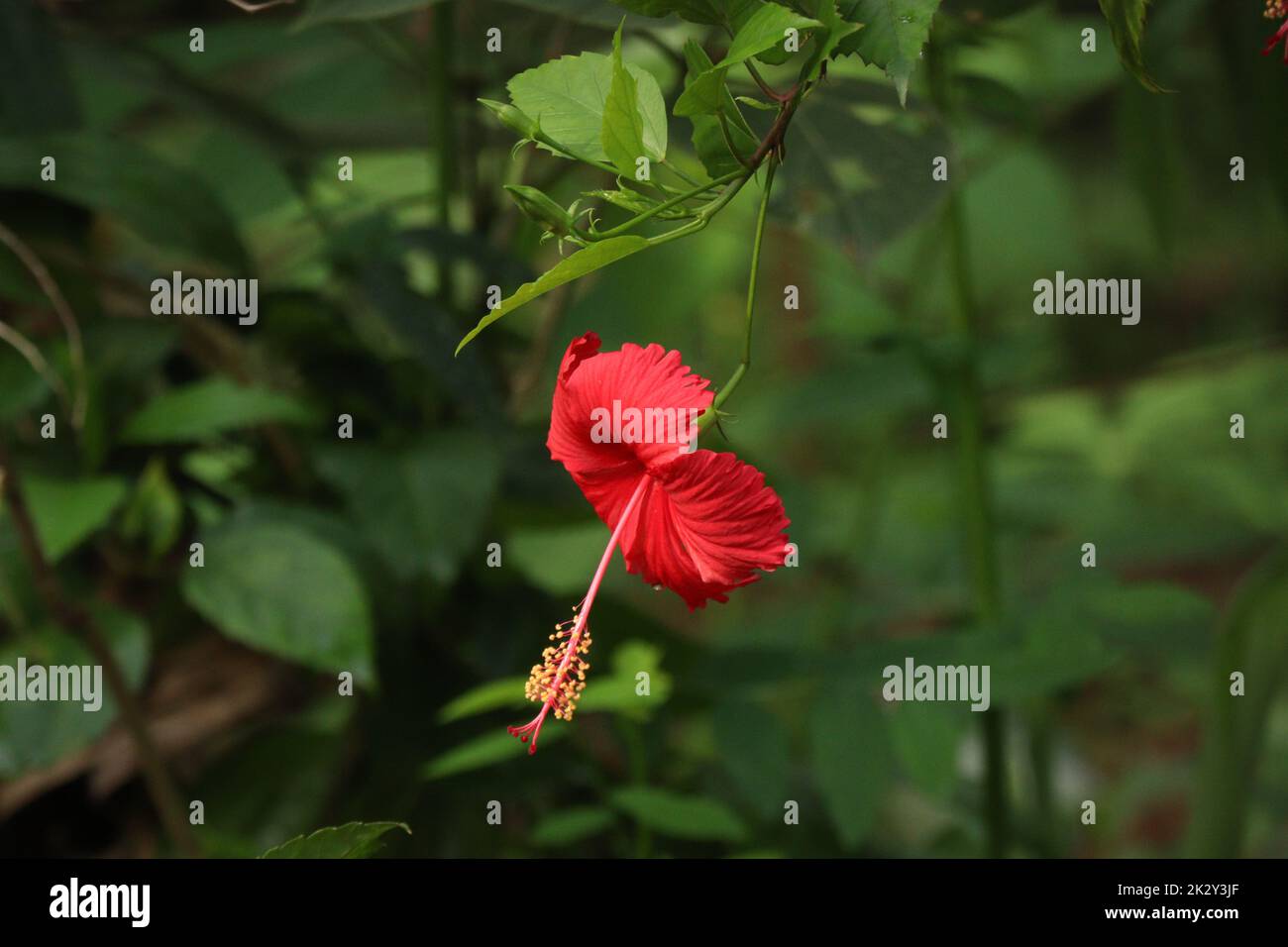 Hibiscus flower vector hi-res stock photography and images - Alamy