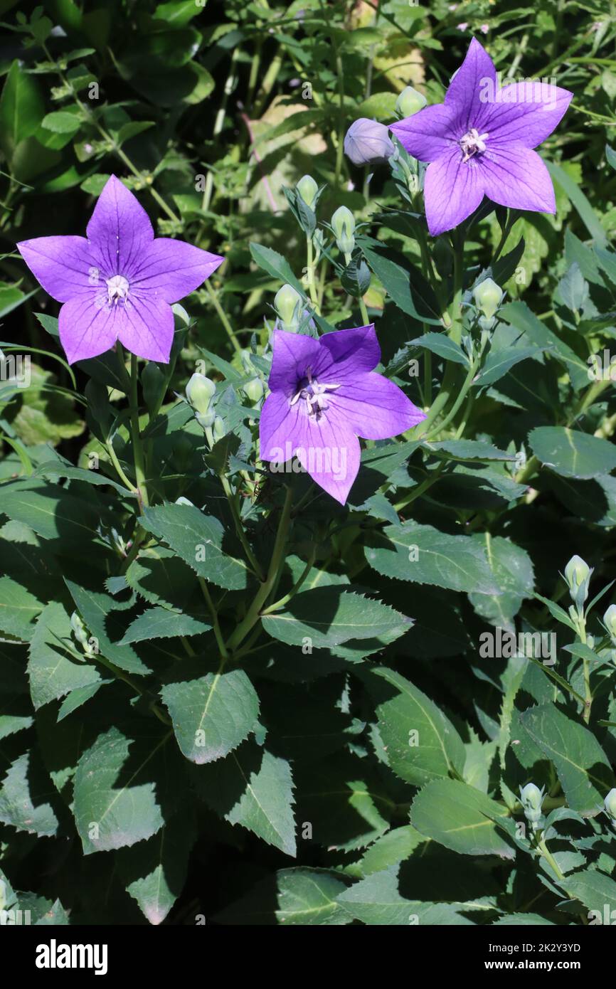 Campanula glauca hi-res stock photography and images - Alamy