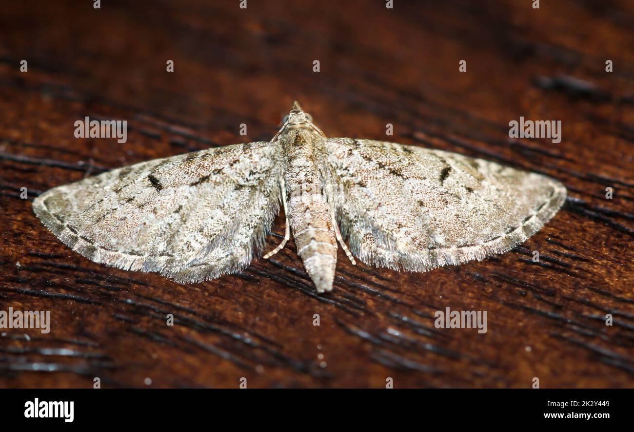 The great juniper flower moth (Eupithecia intricata) on a board. Stock Photo