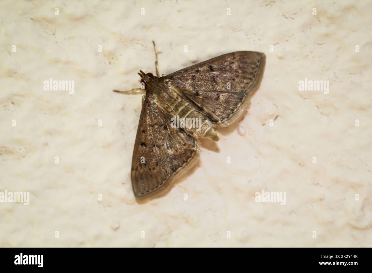 A moth, borer that has similarity with a nettle borer. Stock Photo