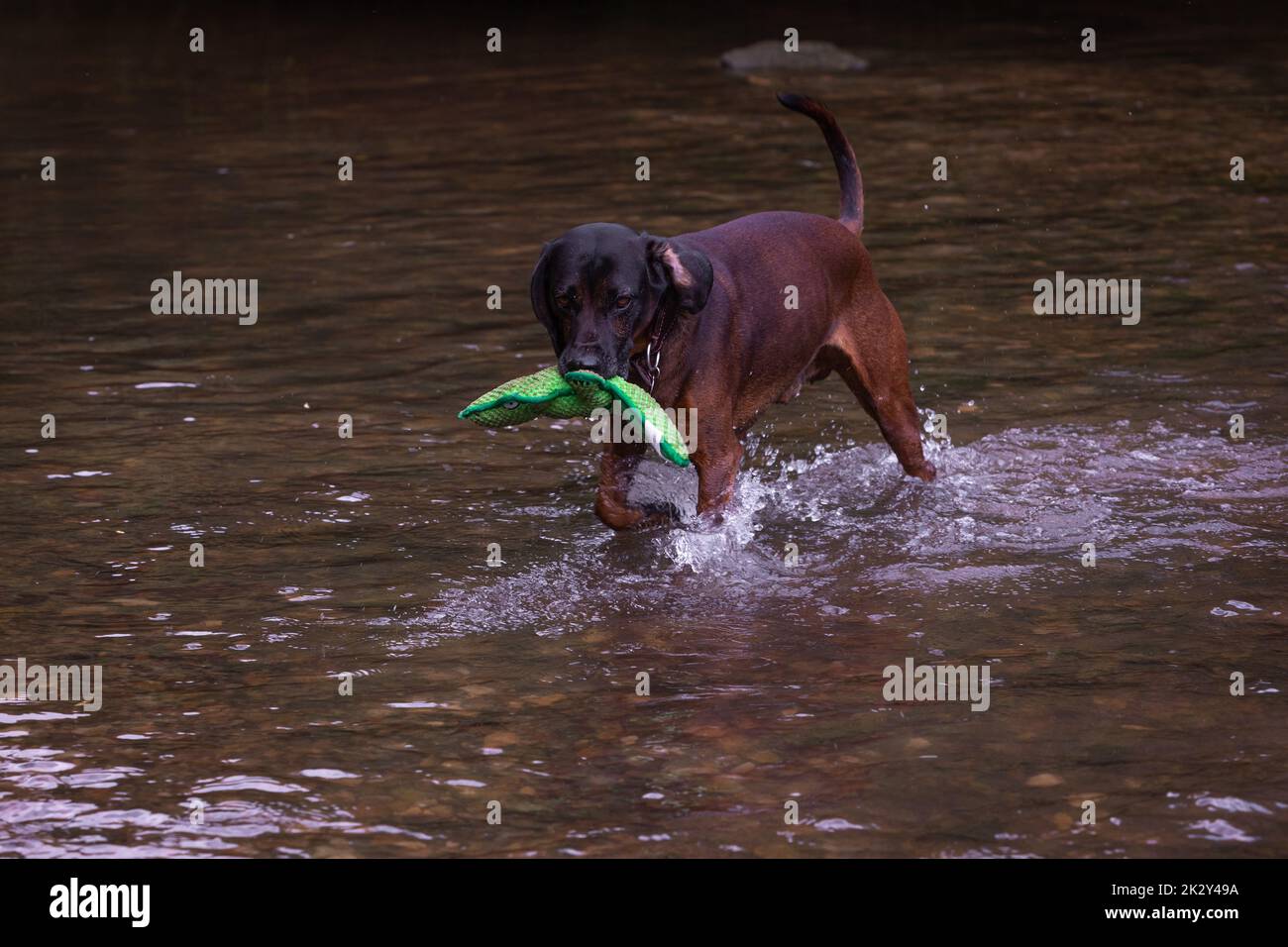 tracker dog fetches toy Stock Photo