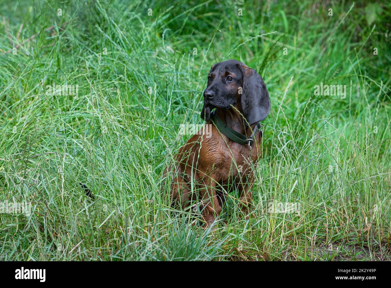 cute bavarian mountain dog sits in the grass Stock Photo