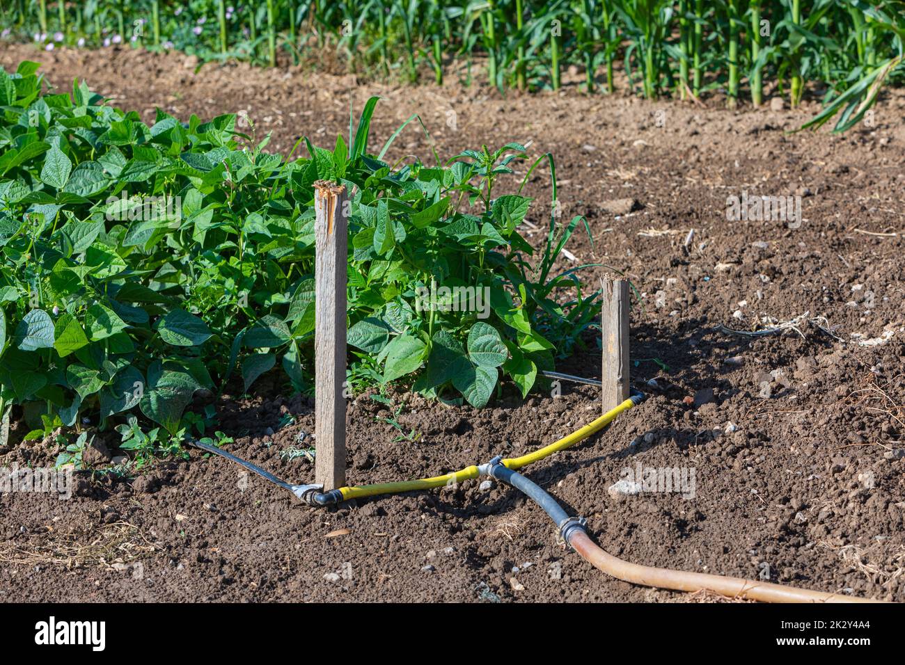 watering system in dry summer Stock Photo