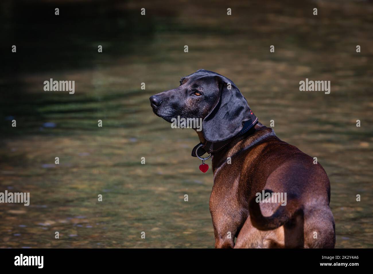 tracker dog waits for command Stock Photo