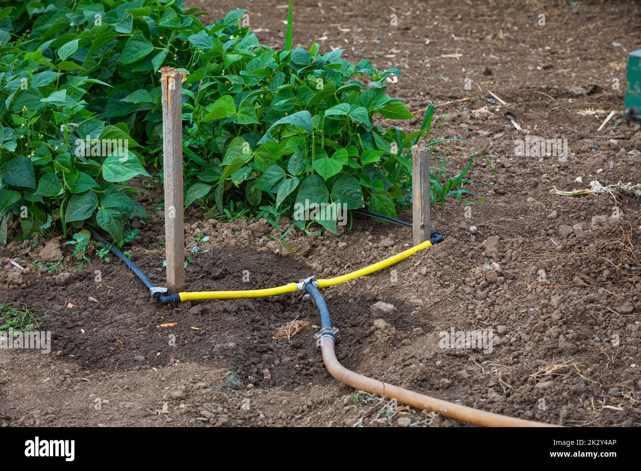 pipe watering system for vegetable Stock Photo