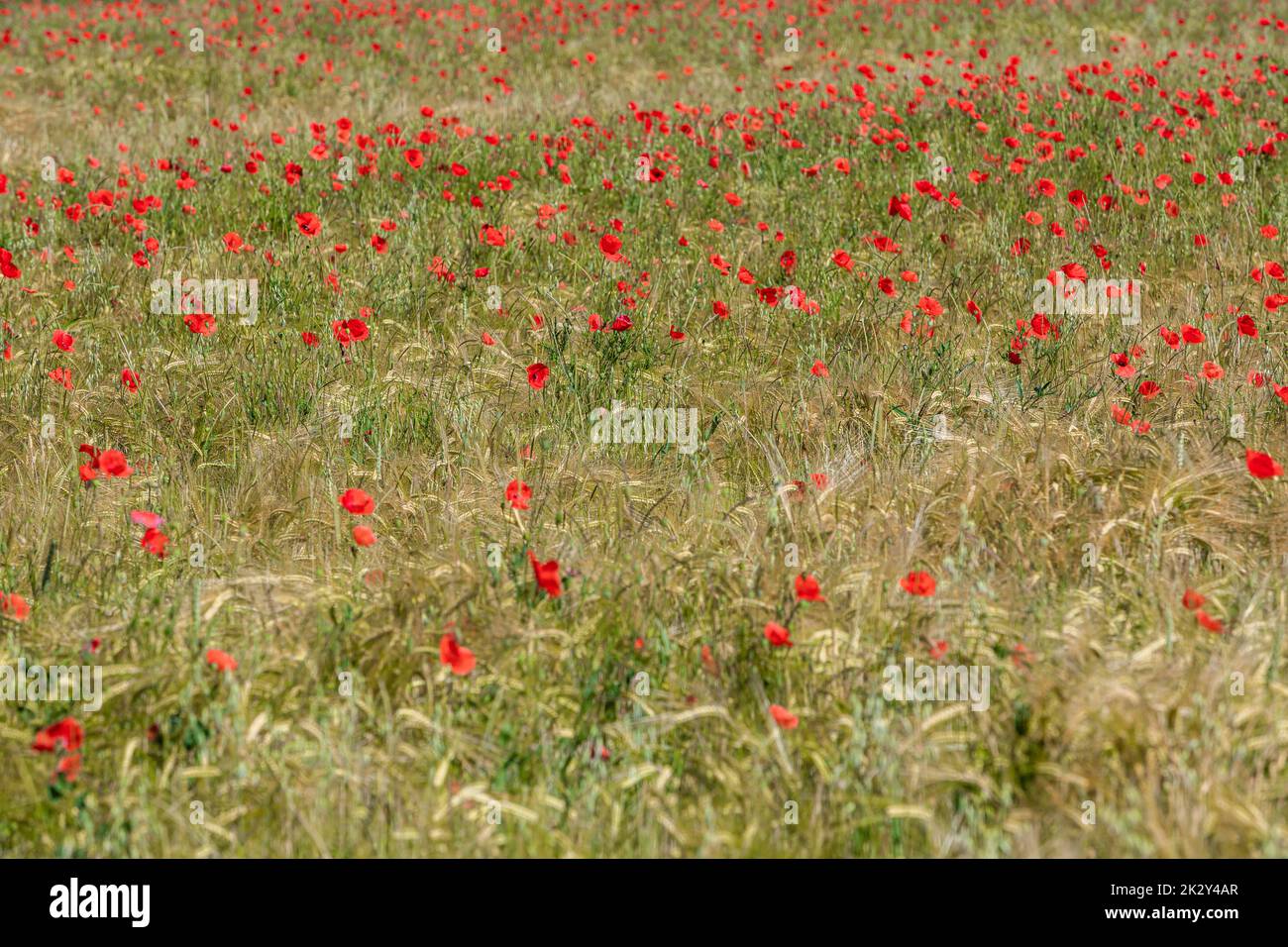 scenic poppies in a grain field in summer Stock Photo