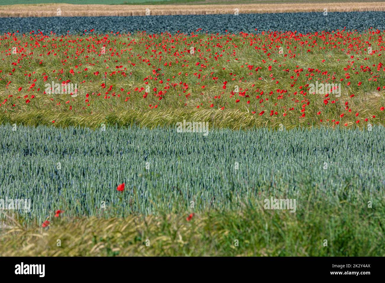 scenic grain fields with poppies in between Stock Photo