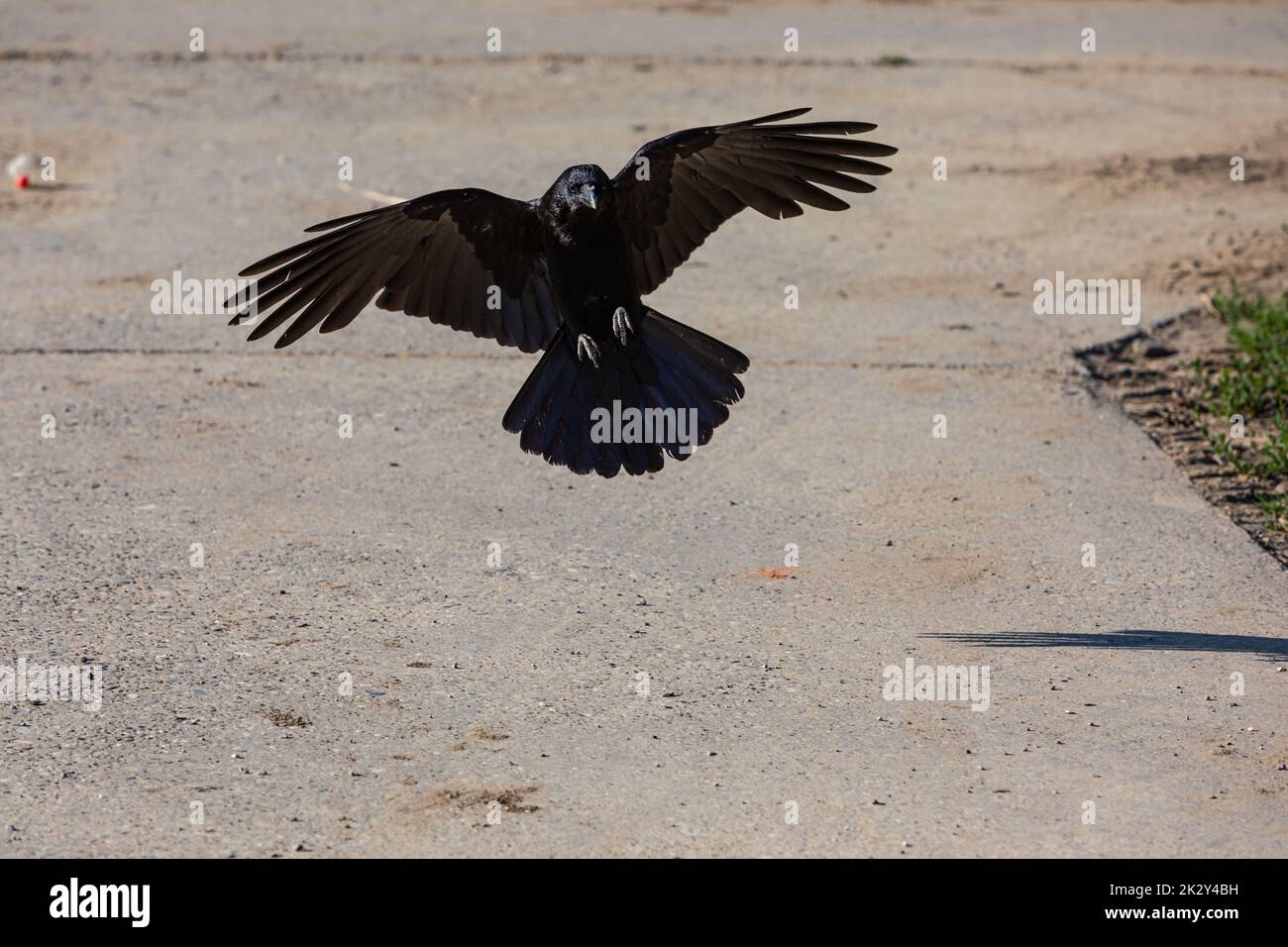 crow landing with spread wings Stock Photo
