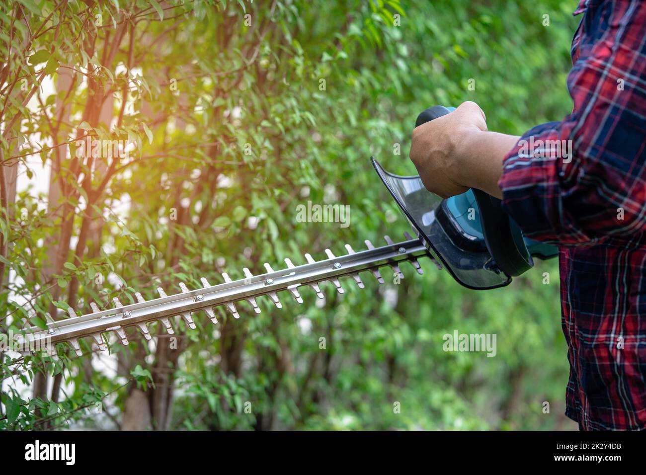 Gardener holding electric hedge trimmer to cut the treetop in garden