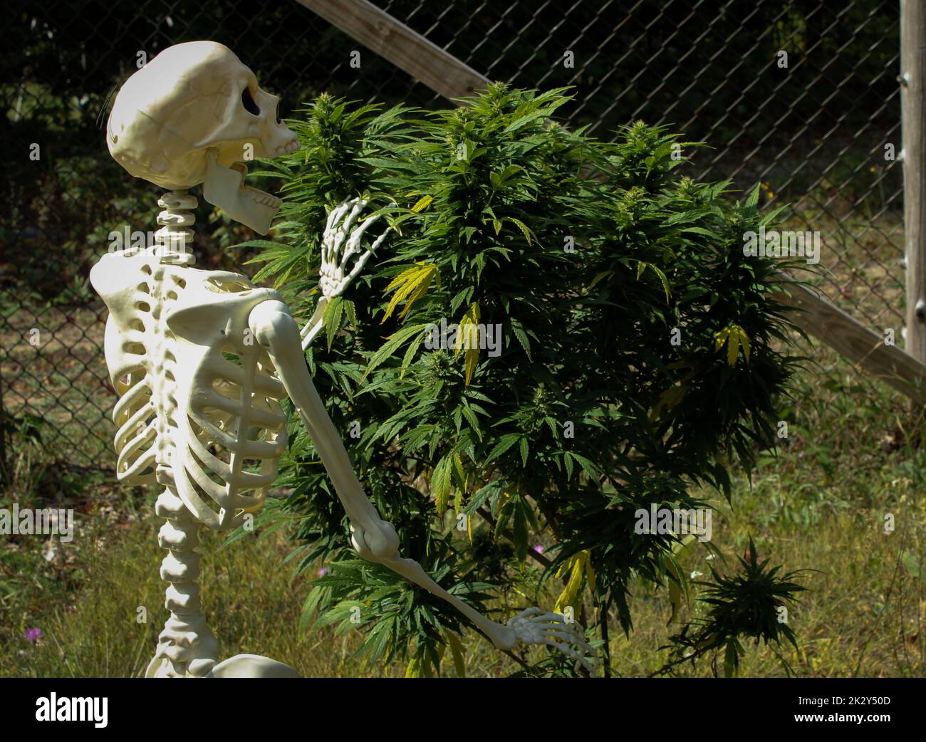 Happy skeleton dead leafing a marijuana plant in the garden Stock Photo