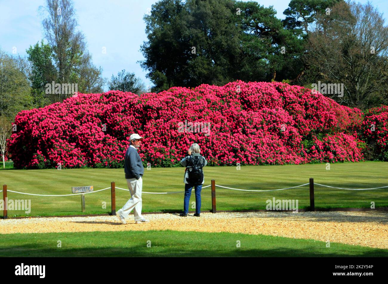 Hughe Rhododendron Visitoprs hi-res stock photography and images - Alamy