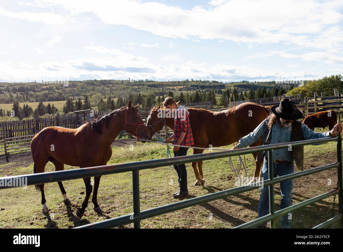 Male farmers with horses in sunny rural pasture Stock Photo Alamy