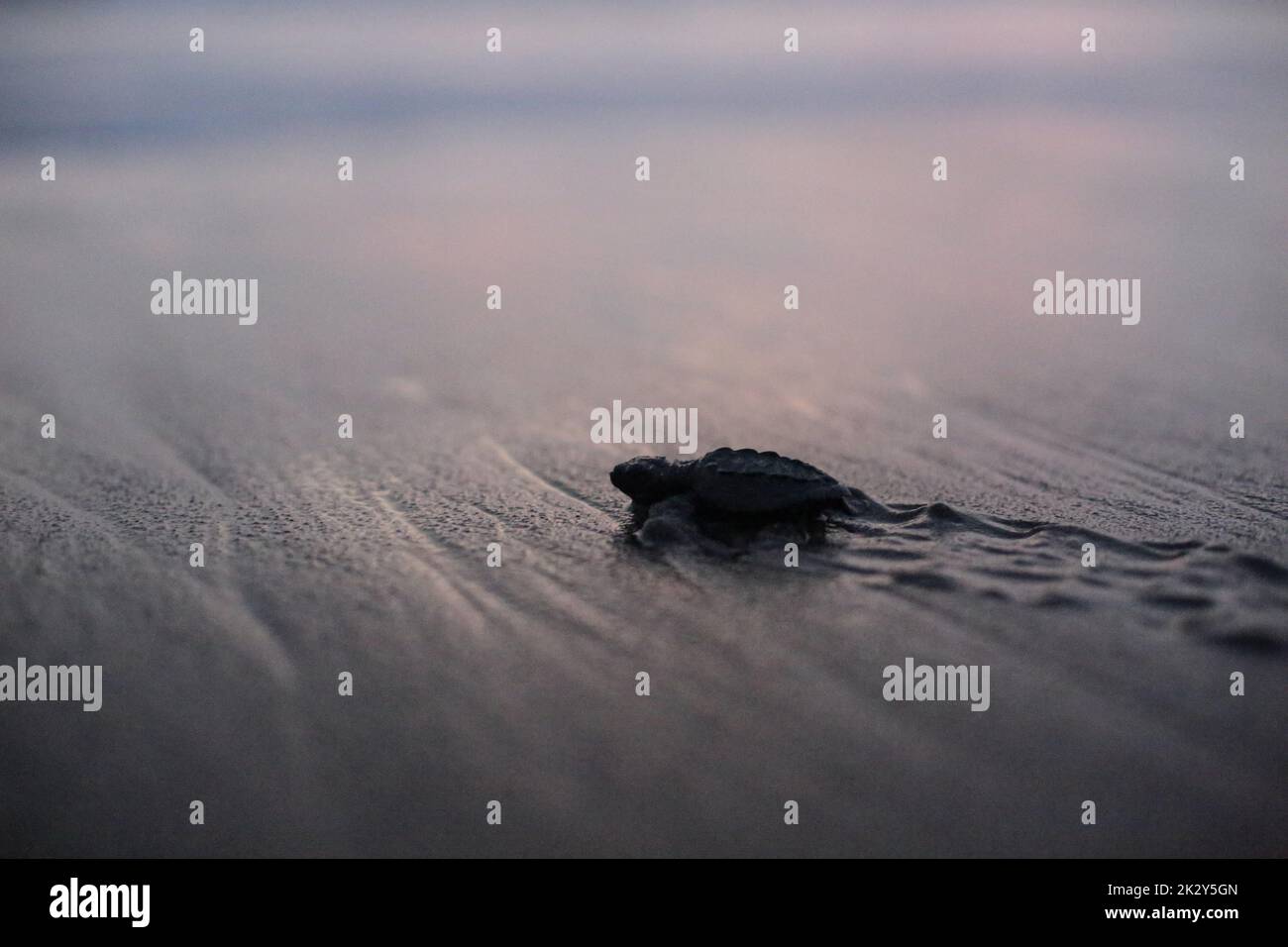 Puerto Arista, Mexico. 23rd Sep, 2022. A baby sea turtle walks across ...