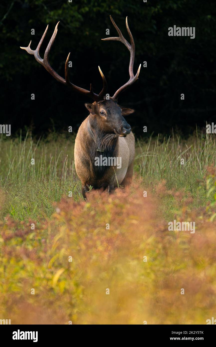 A bull elk in flowers Stock Photo