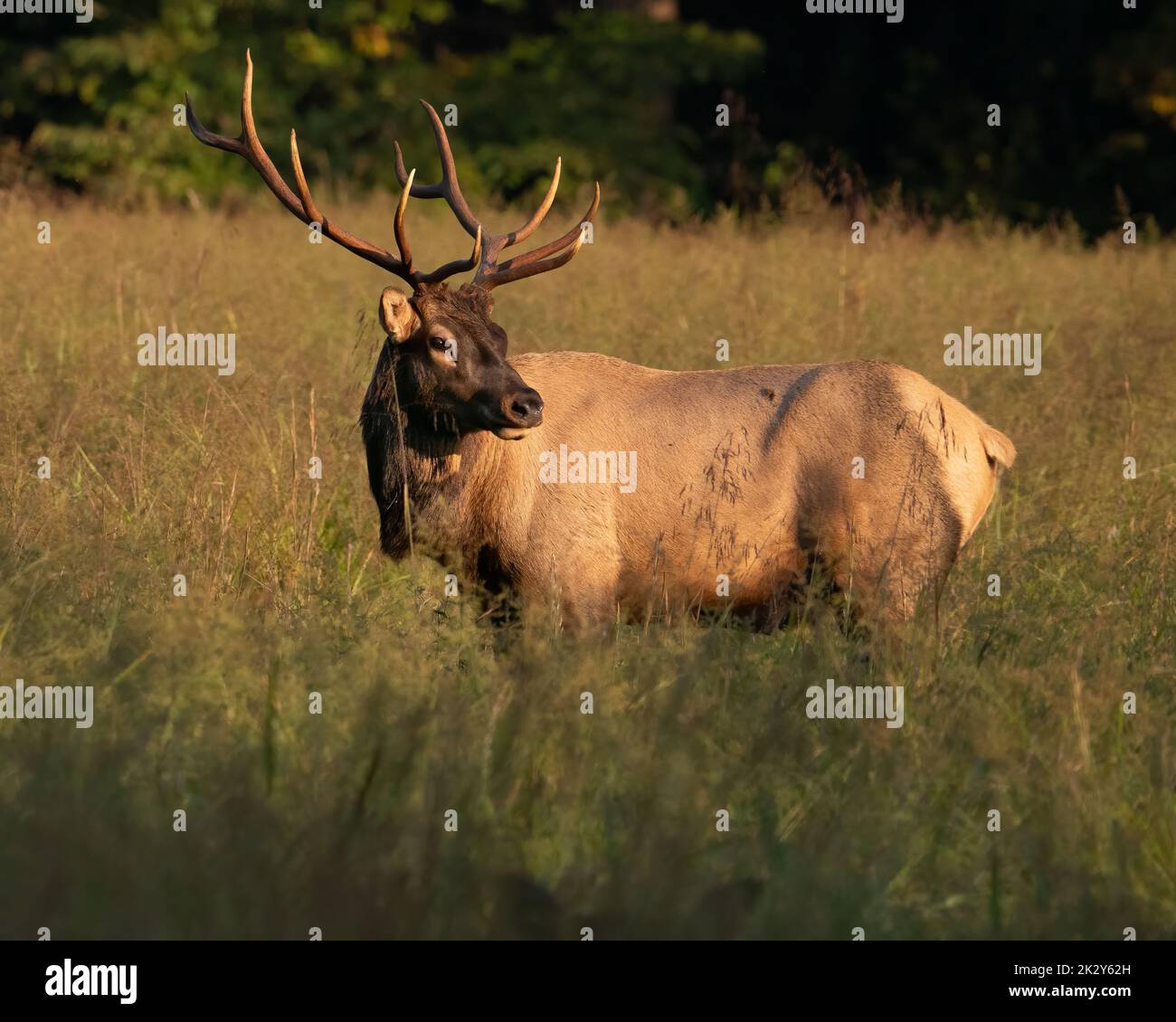 A young bull elk posing at sunset. Stock Photo