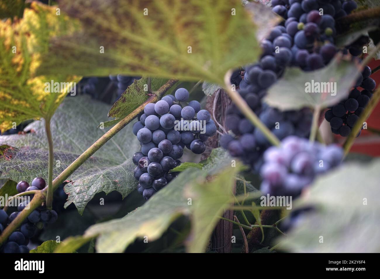 Ripe blue grapes hanging on a grape vine. Close up Stock Photo