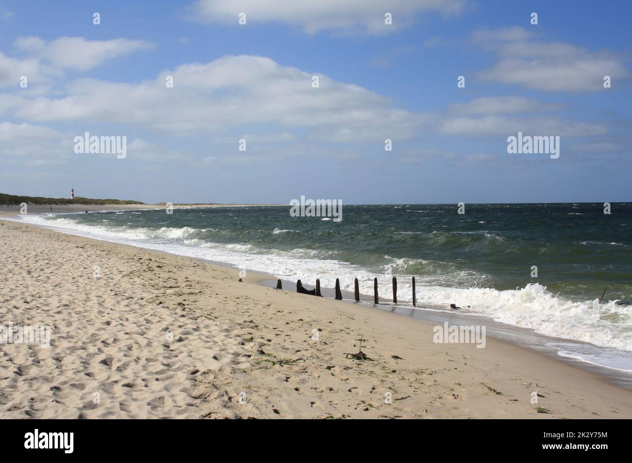 North sea on a windy day at Lister Ellenbogen on Sylt with view on the lighthouse of List Stock Photo