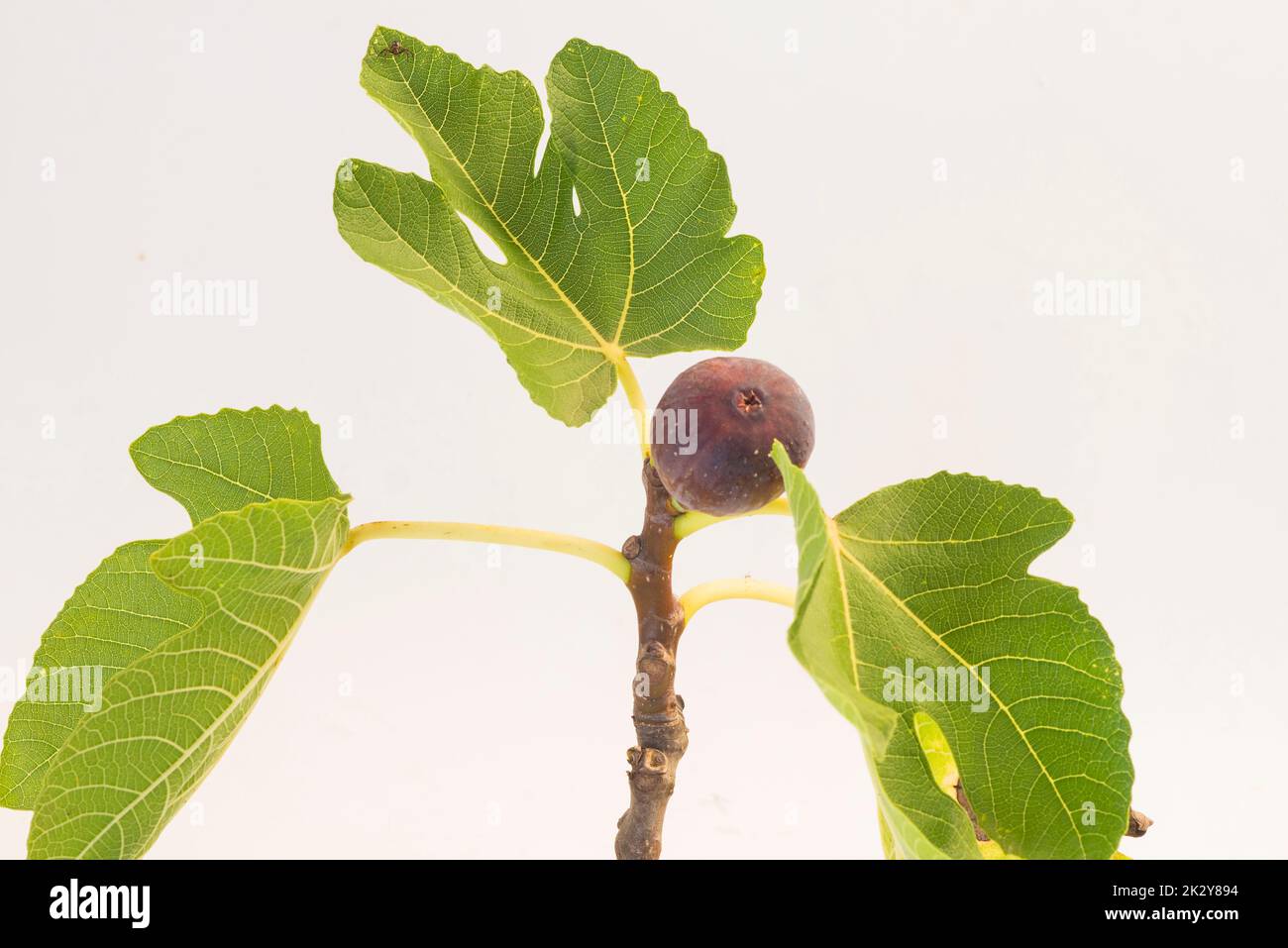 Bio big Figs tree in white background Stock Photo - Alamy