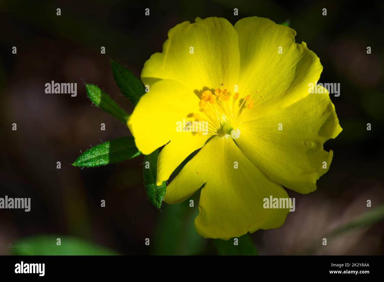 A closeup shot of a yellow halimium blossoming in the garden Stock Photo