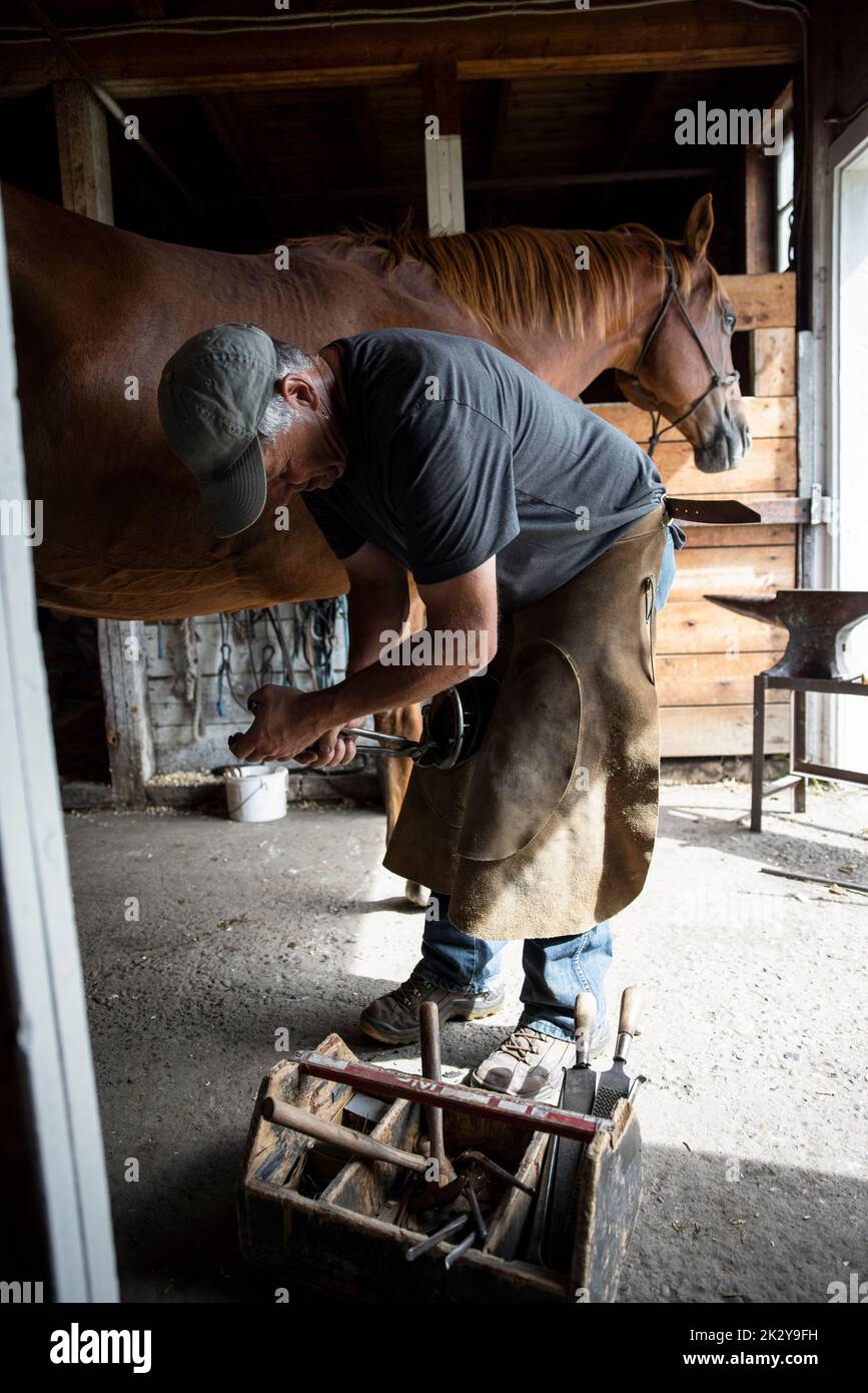 Male blacksmith fitting horse with horseshoes in barn Stock Photo Alamy