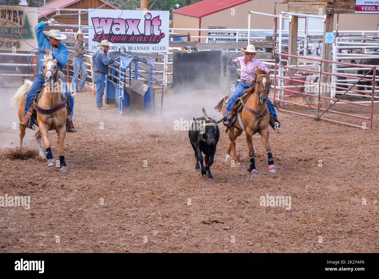 A mixed team of Cowboy and Cowgirl try to catch a young bull at a Rodeo in Fruita Colorado Stock Photo