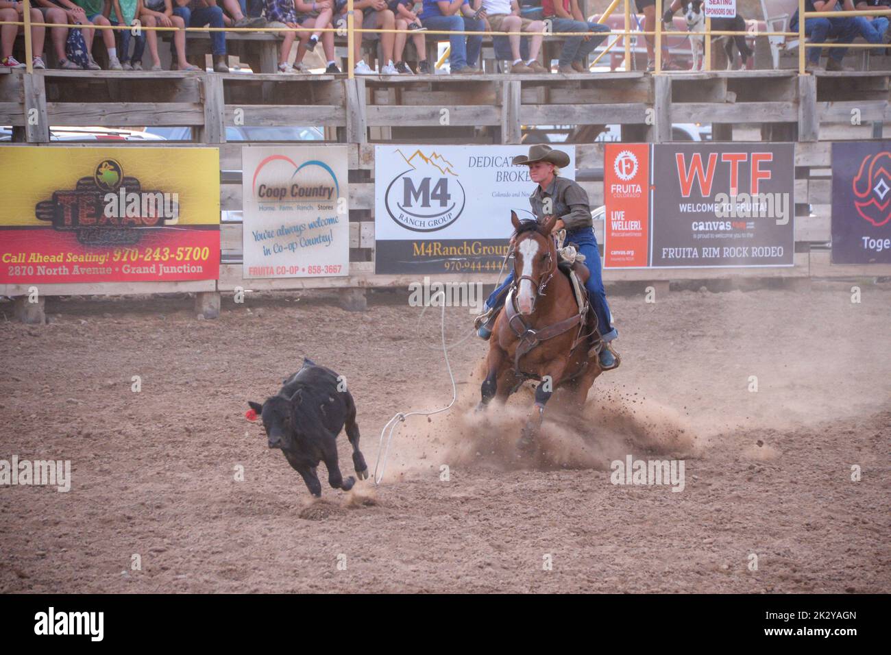 A Cowgirl on her horse tries to lasso a young bull while dust is kicked up at a rodeo in Fruita Colorado USA Stock Photo