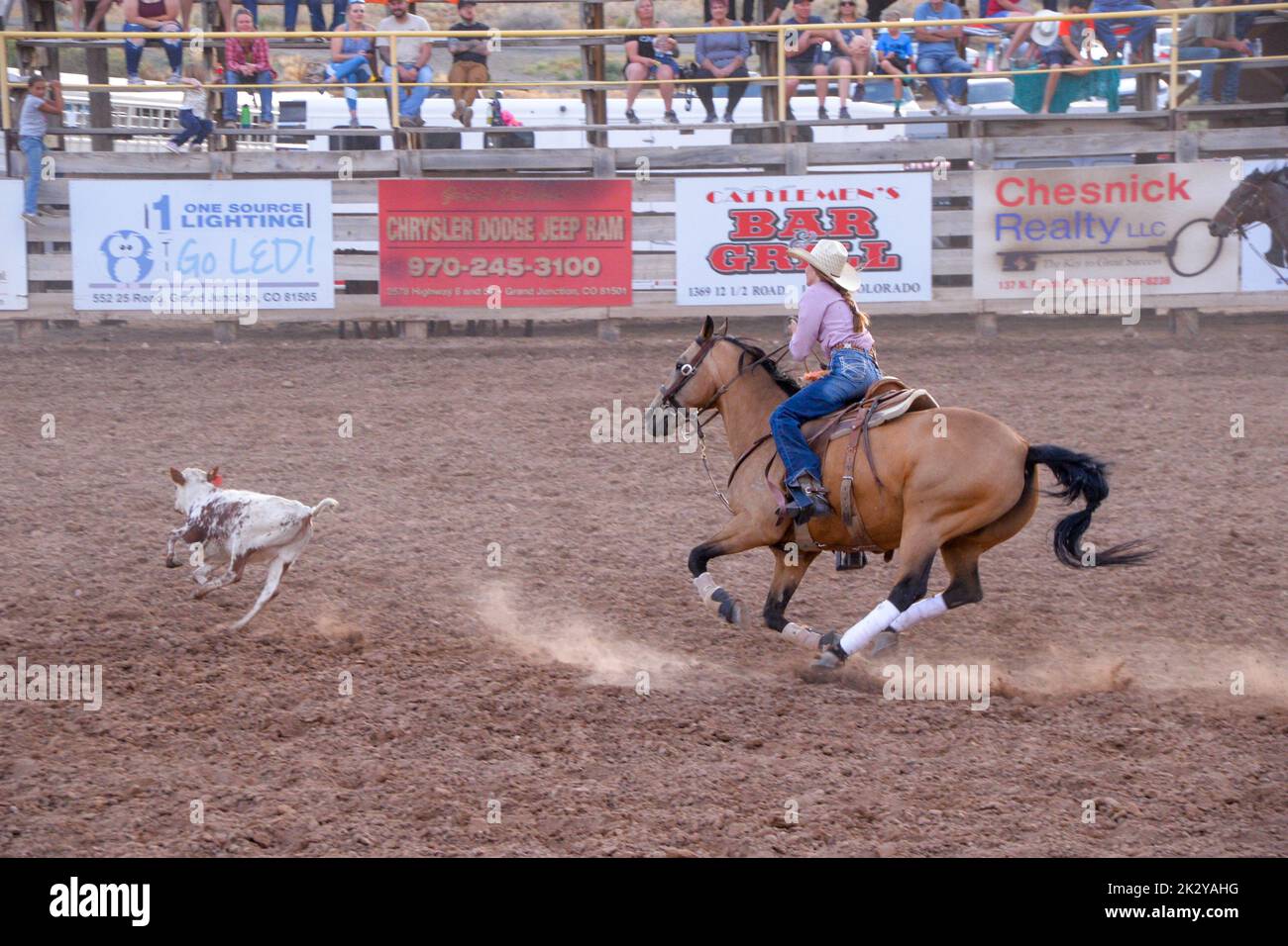 A cowgirl on a bay horse chases a young steer at a Rodeo event in Fruita Colorado USA Stock Photo