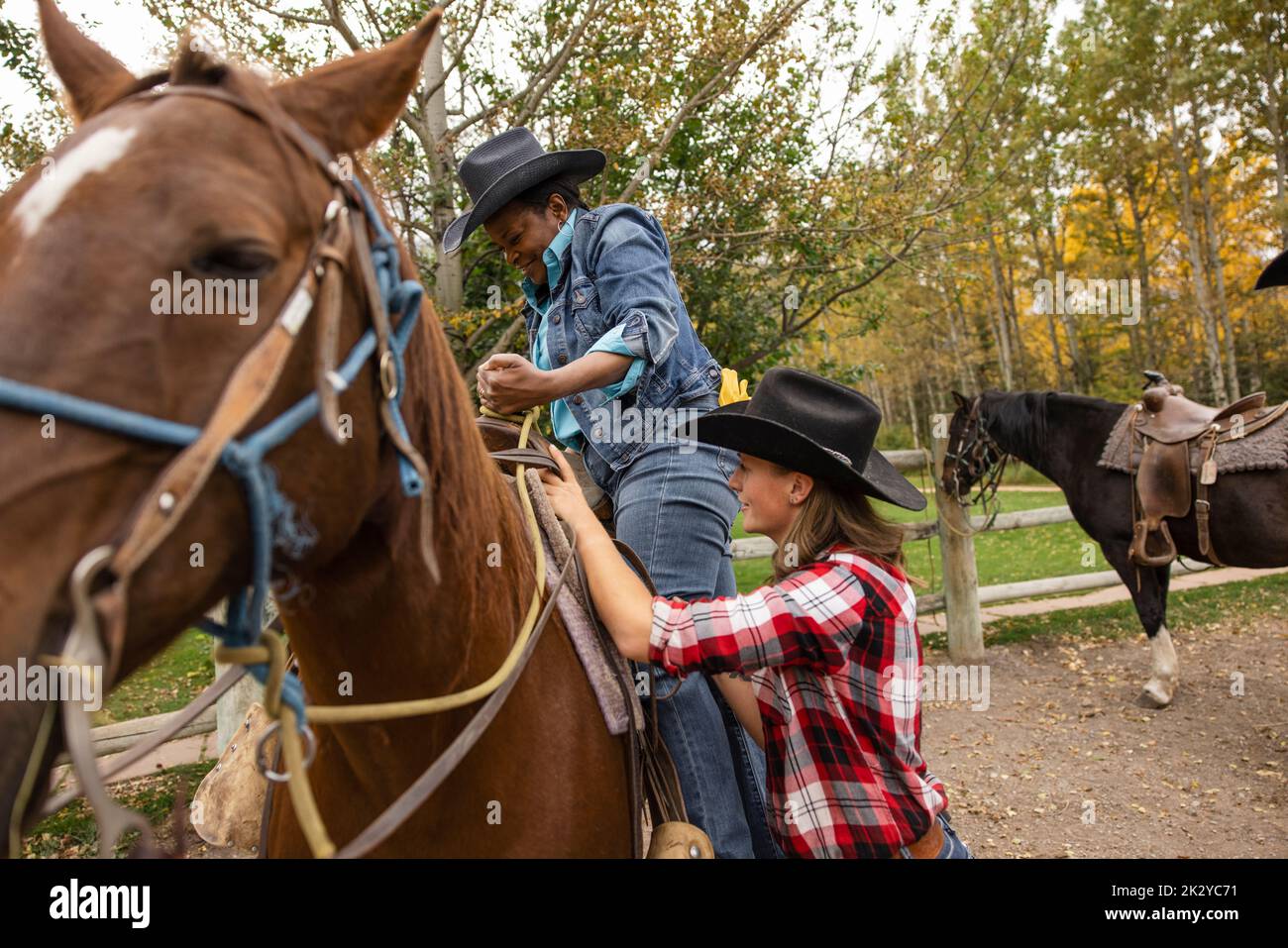 Cowboys Mount Up Four Cowboys Are About To Mount Their Horses