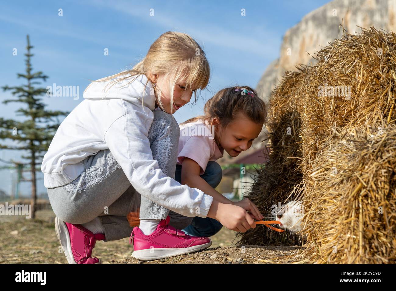 Two cute adorable caucasian blond little girls friends enjoy feeding ...