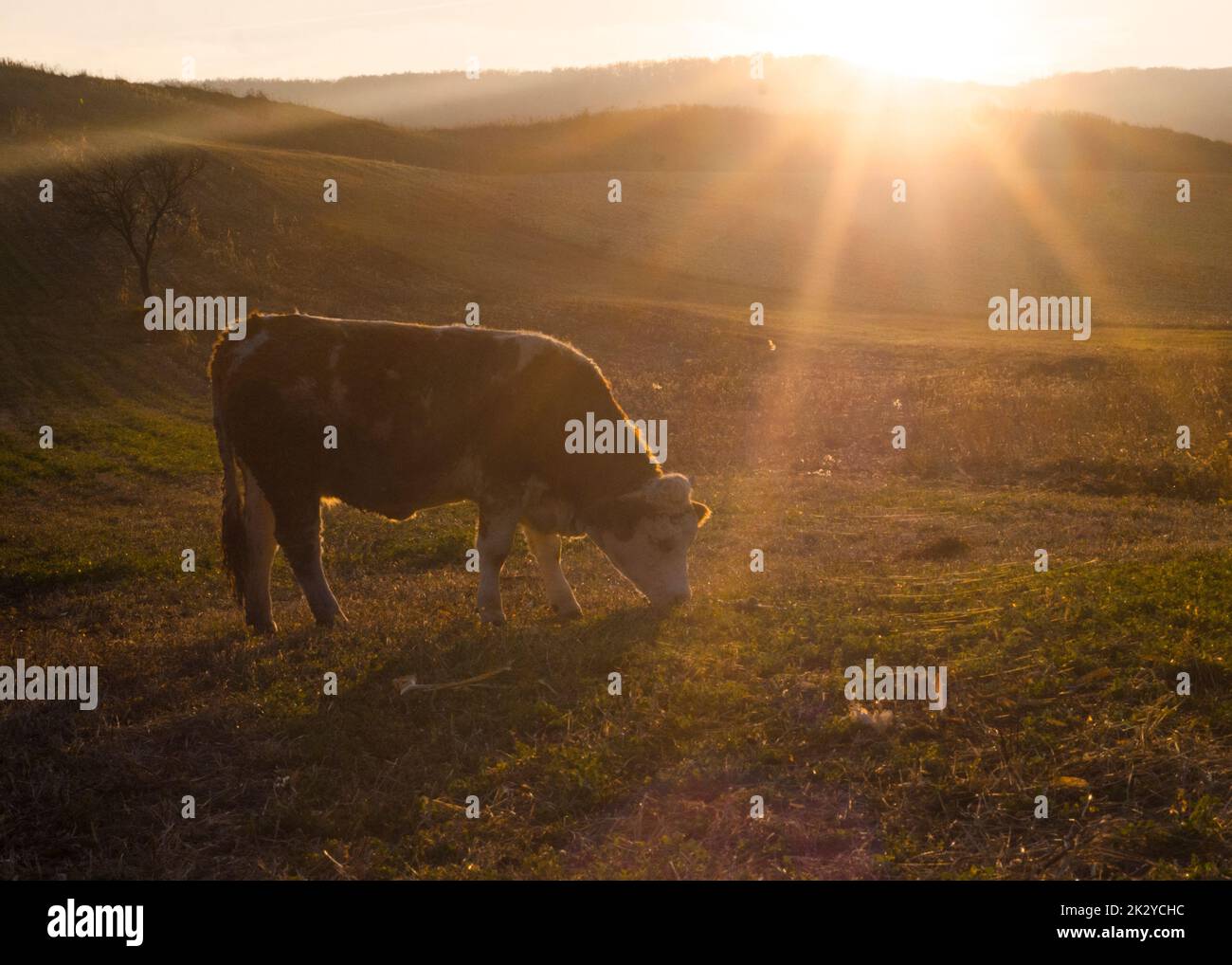 Golden cow rays hi-res stock photography and images - Alamy