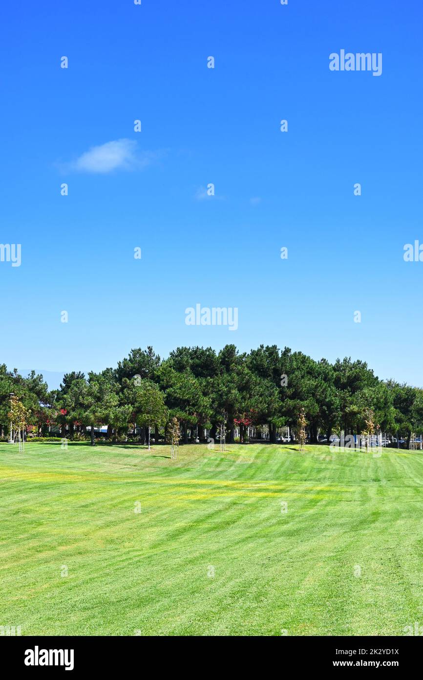 Rolling Lawn with a group of trees in the distance and a single cloud in a blue sky, Stock Photo