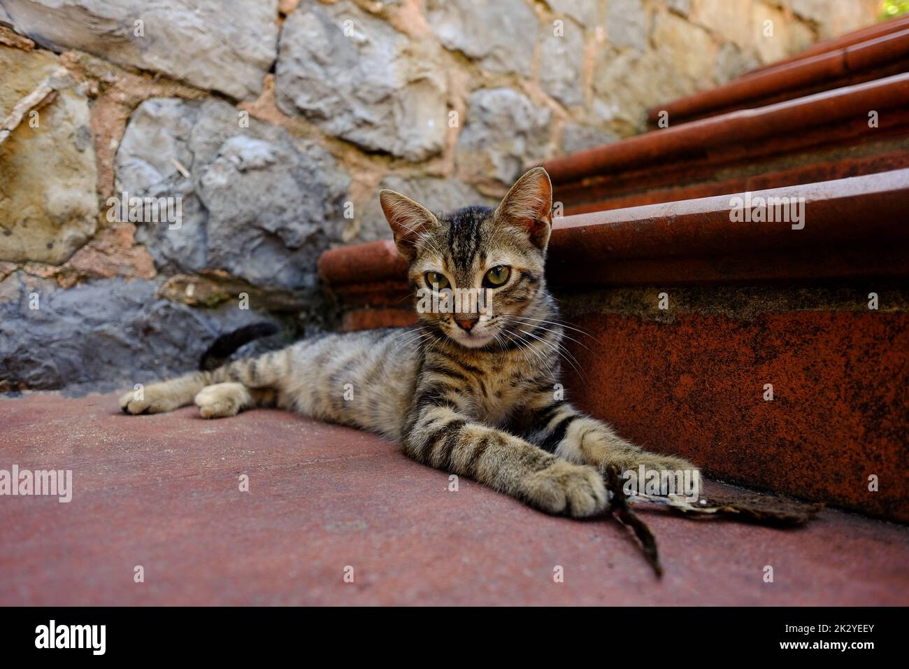 A stray kitten lying on the stairs. Stock Photo