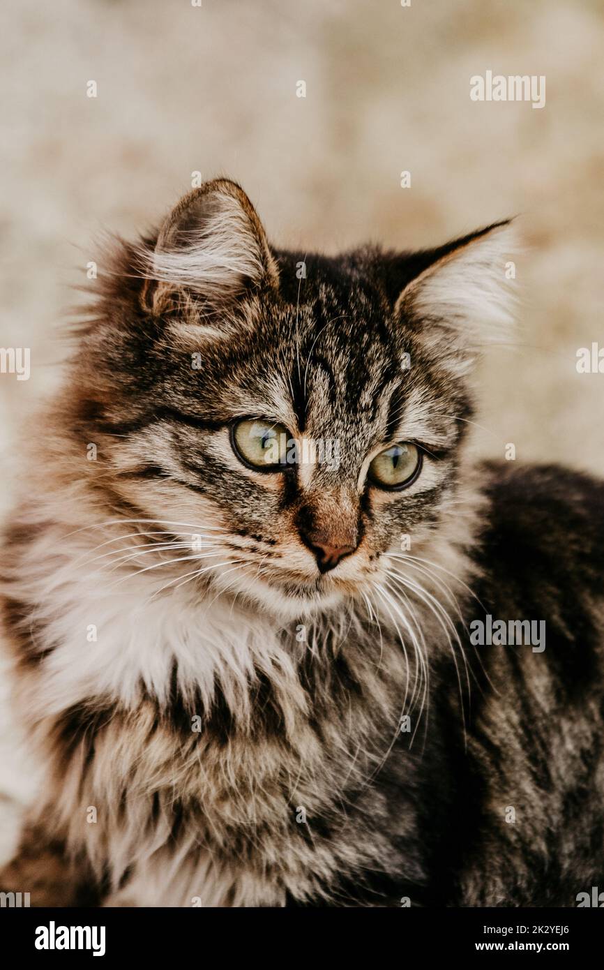 The green-eyed cat and its green gaze. Stock Photo