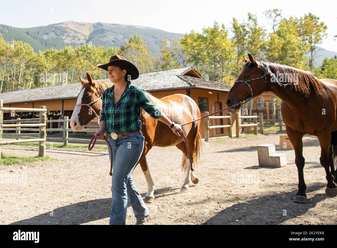 Female rancher leading horses by rope on sunny ranch Stock Photo Alamy