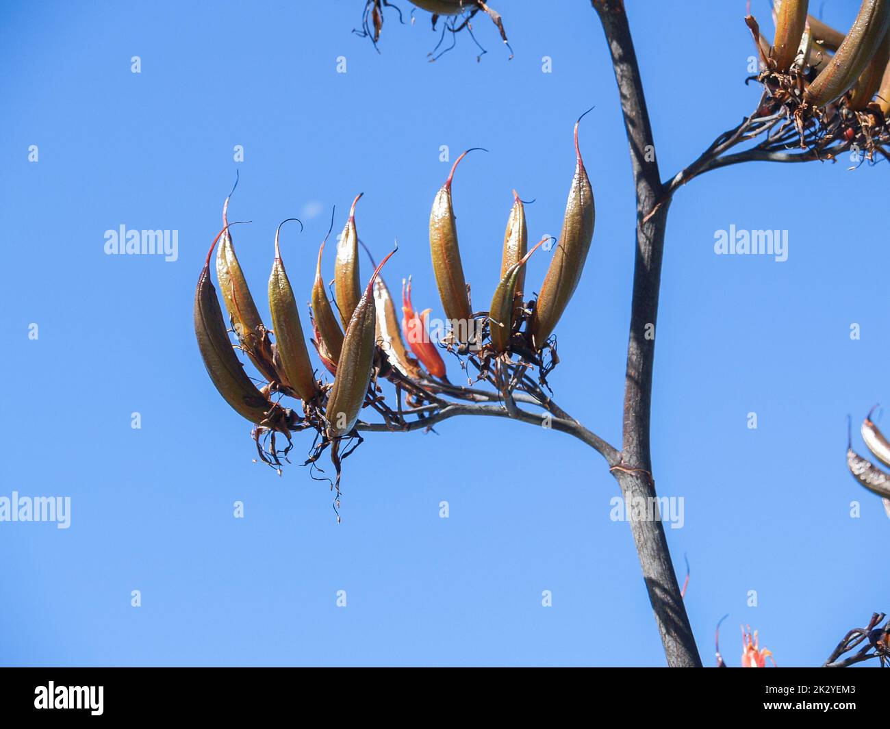 New zealand flax seed heads hires stock photography and images Alamy