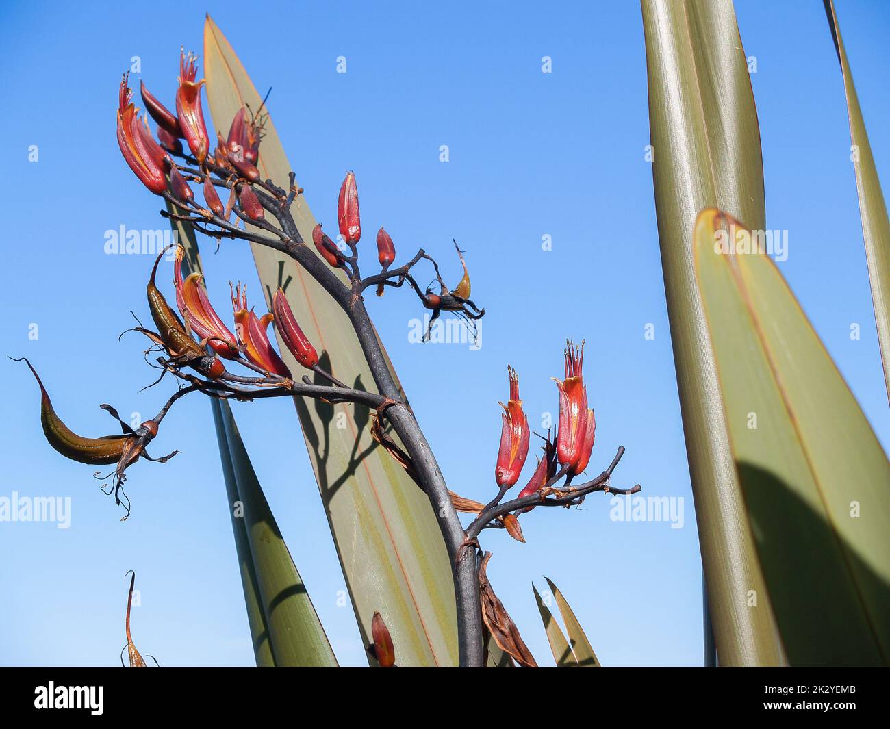 New Zealand flax flower stem closeup against long spear shaped leaves and blue sky background. Stock Photo