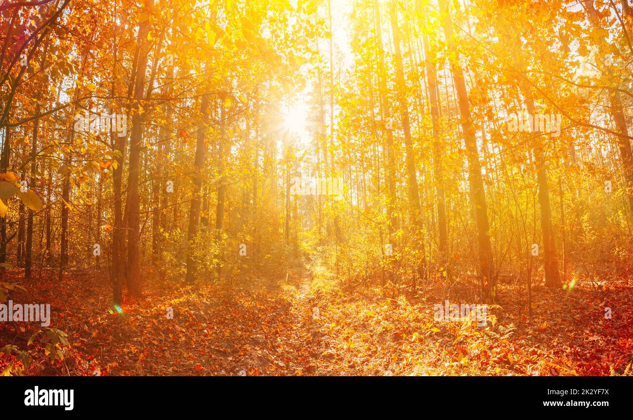 Rich And Saturation Colors. Bright Autumn Forest During Beautiful Sunset Evening. Sun Sunlight Through Woods And Trees In Autumn Forest Landscape Stock Photo