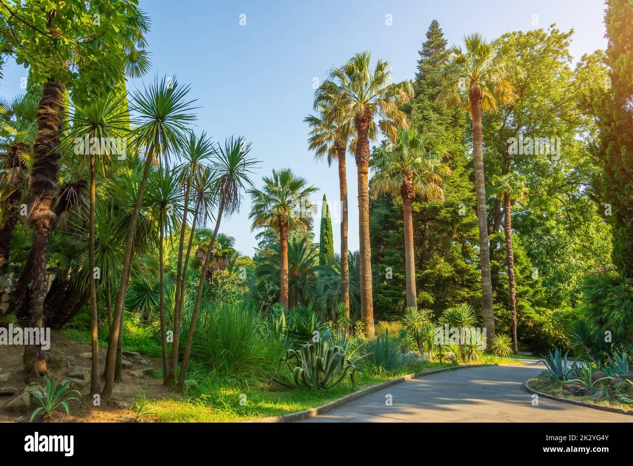 Growing palm trees in a subtropical park with different vegetation Stock Photo