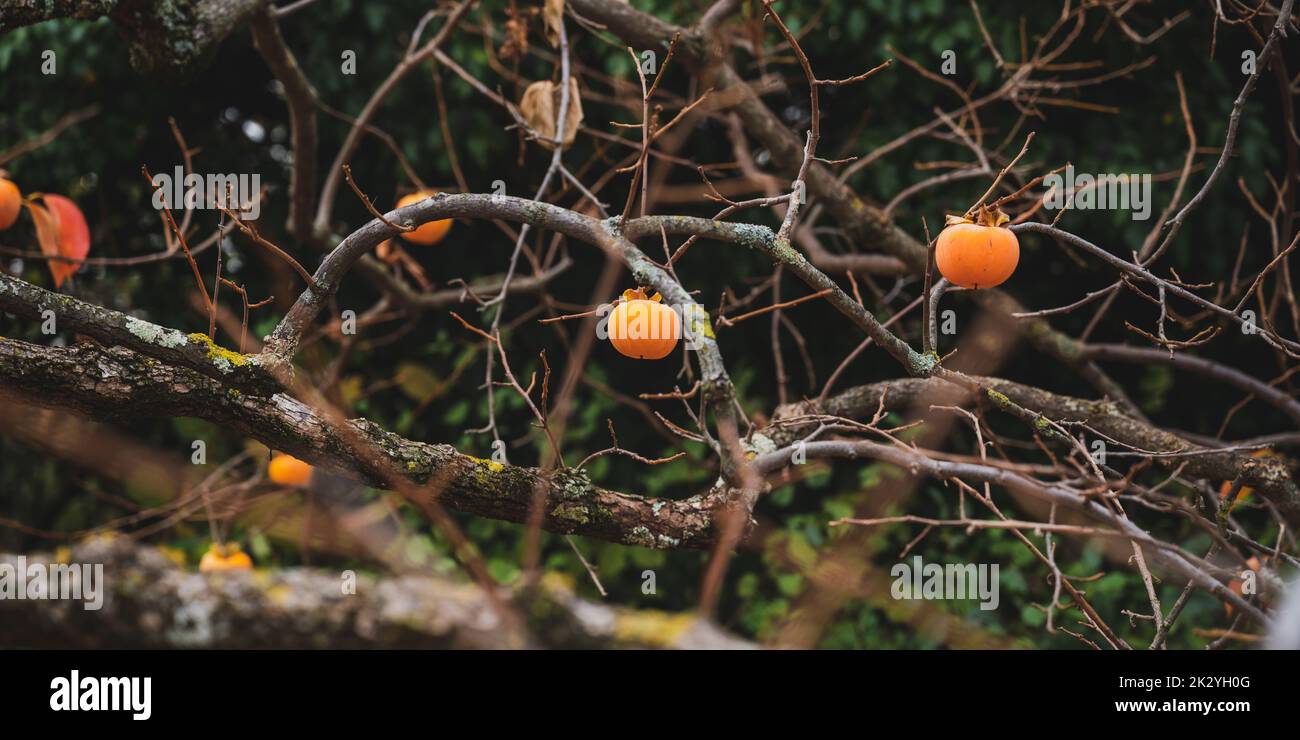 Bare branches of persimmon tree with ripe khaki fruits growing on it in the fall season. Stock Photo